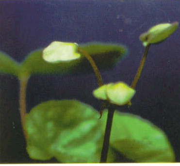 B. u276